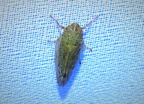 Réf. 275 221 : Aphrophora sp.